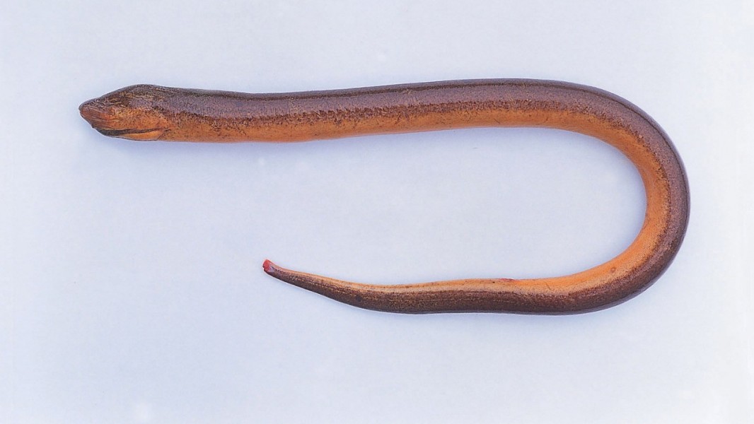 140_Asian_swamp_eel_02