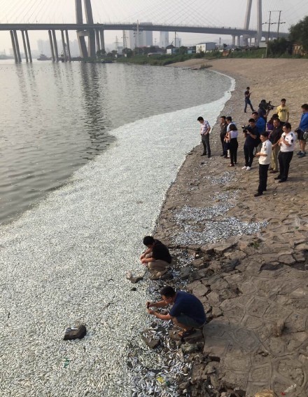 tianjin explosion dead fish