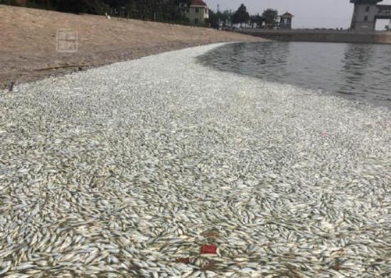 tianjin explosion dead fish