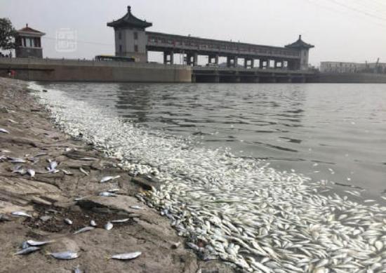 tianjin explosion dead fish