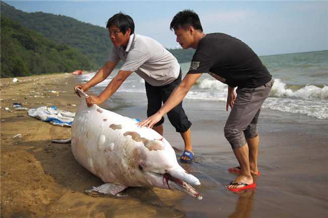 chinese white dolphin