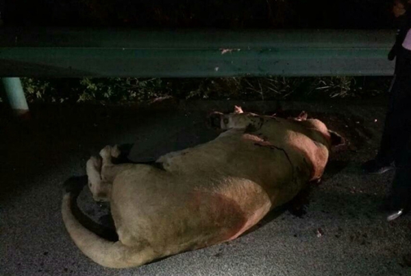 lion anhui highway police open fire