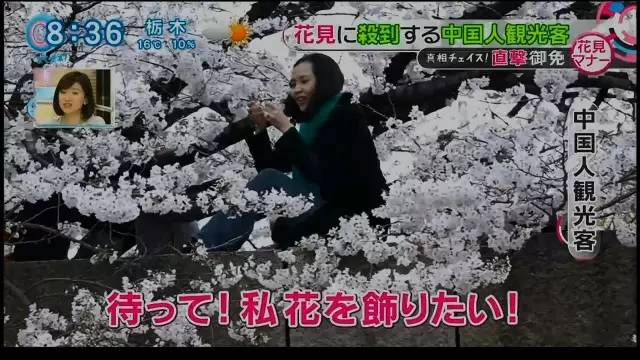 chinese tourists peach blossoms japan tv